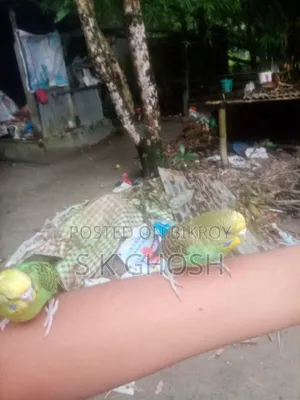 Budgerigars Birds