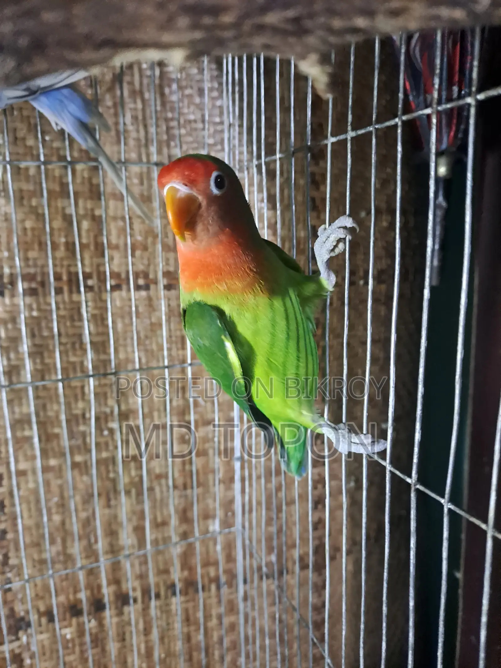 Adult Love Bird