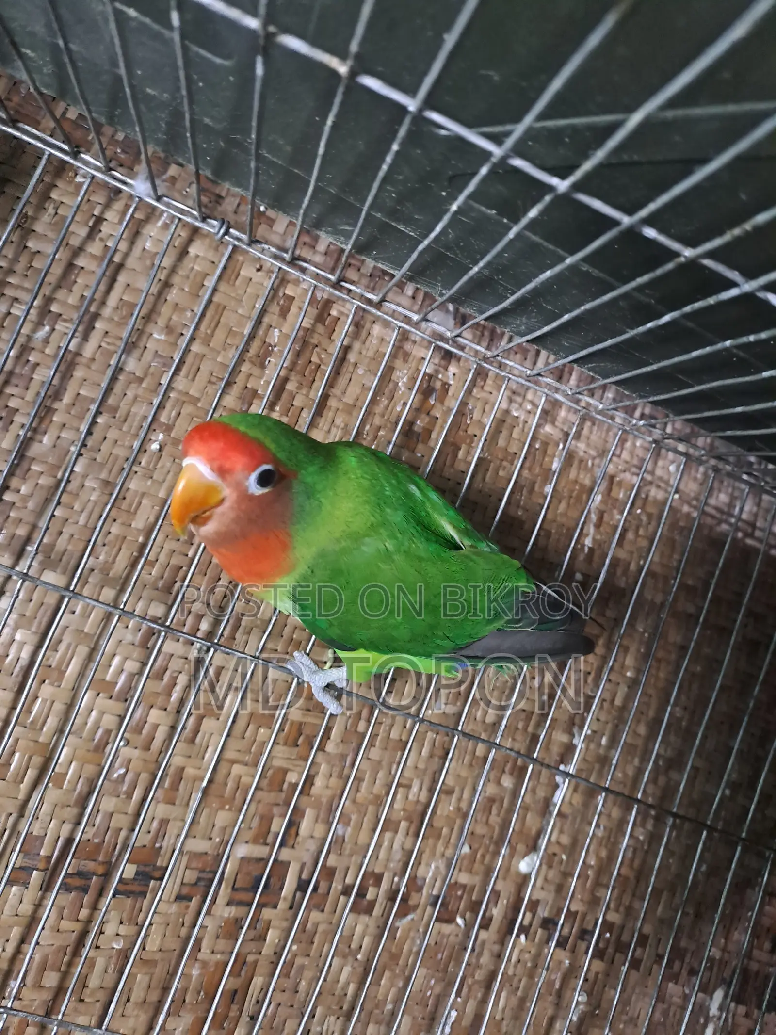 Adult Love Bird