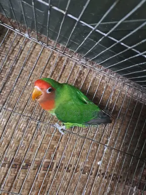 Adult Love Bird
