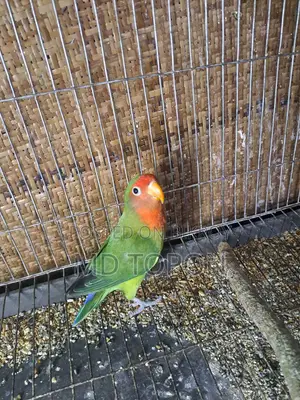 Adult Love Bird