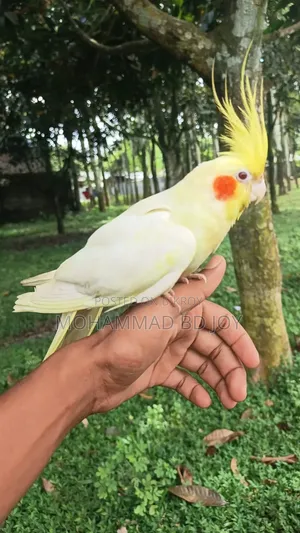 Tame Cockatiel Bird