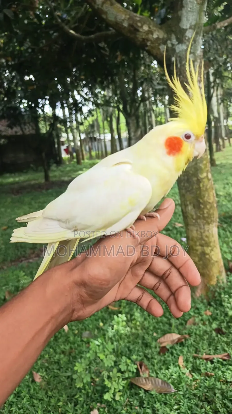 Tame Cockatiel Bird