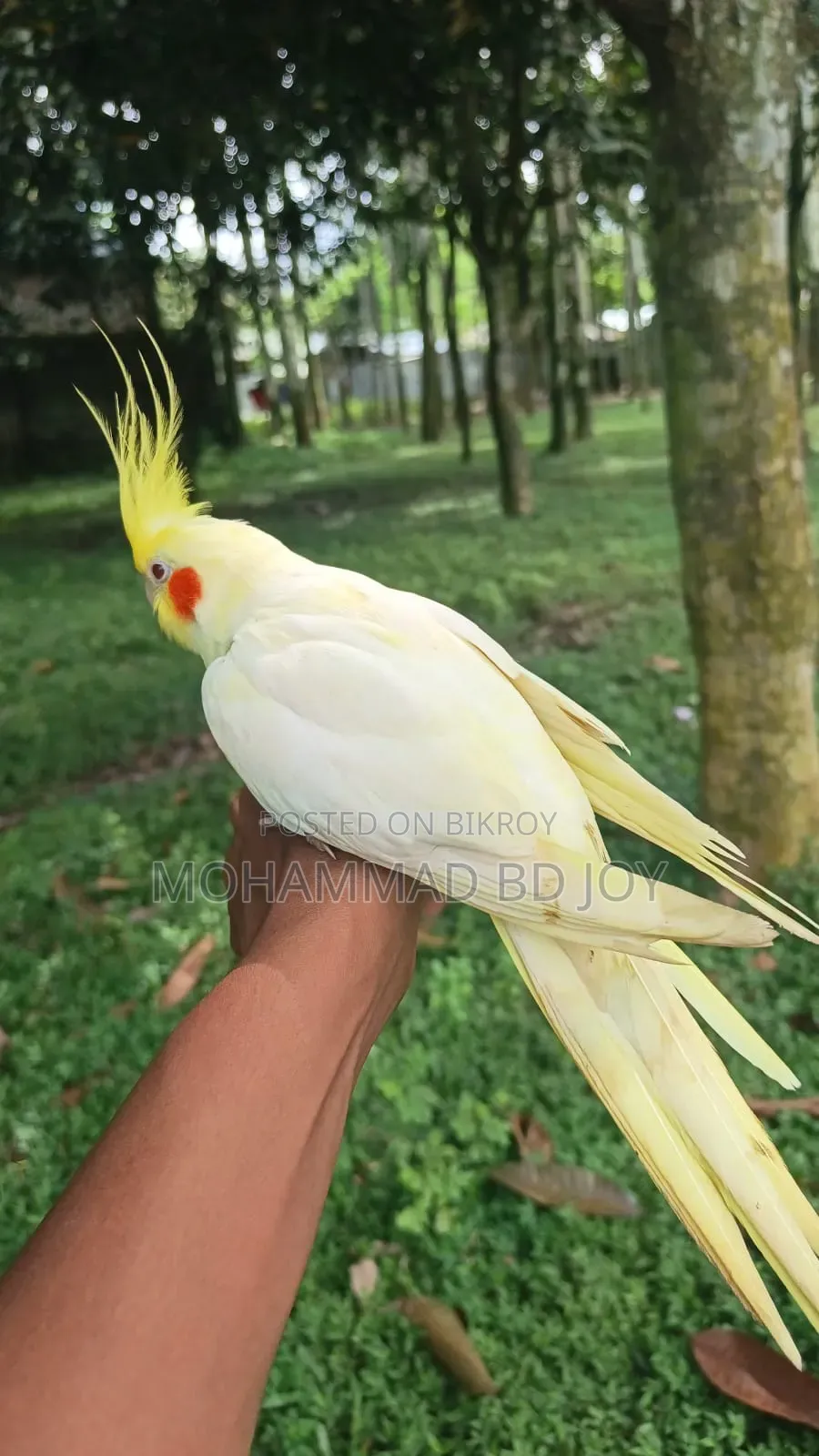 Tame Cockatiel Bird