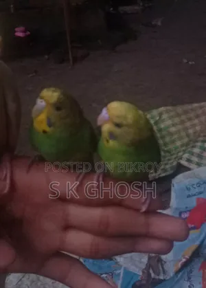 Budgerigars Birds