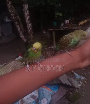 Budgerigars Birds