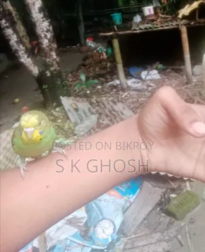 Budgerigars Birds