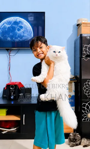 ১+ বছরের মহিলা খাঁটি পার্সিয়ান