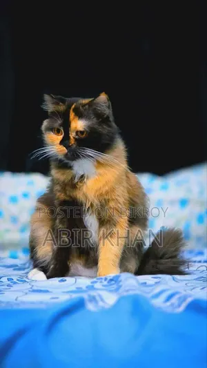 ১+ বছরের মহিলা খাঁটি পার্সিয়ান
