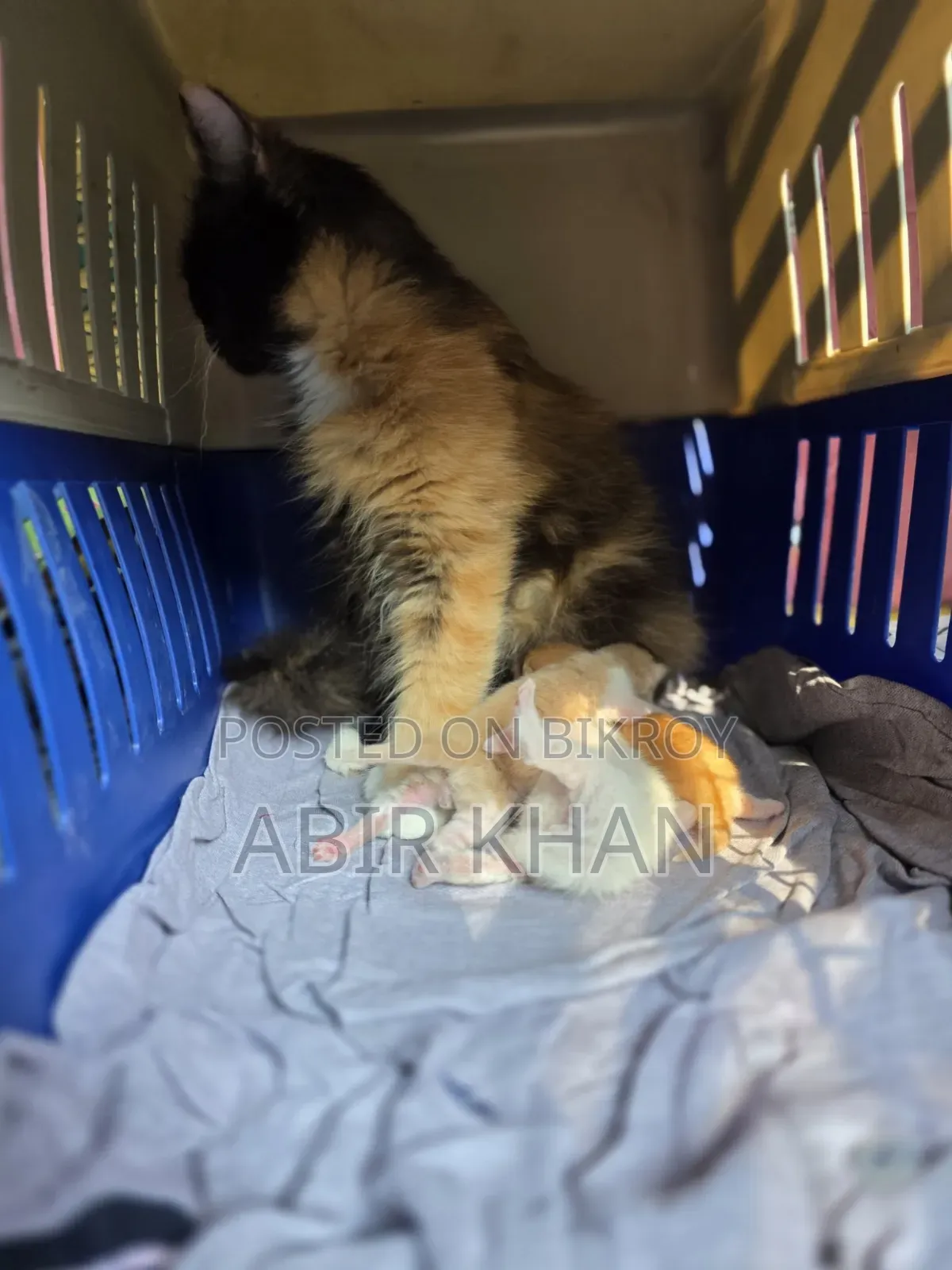 ১+ বছরের মহিলা খাঁটি পার্সিয়ান