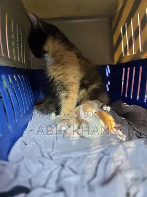 ১+ বছরের মহিলা খাঁটি পার্সিয়ান