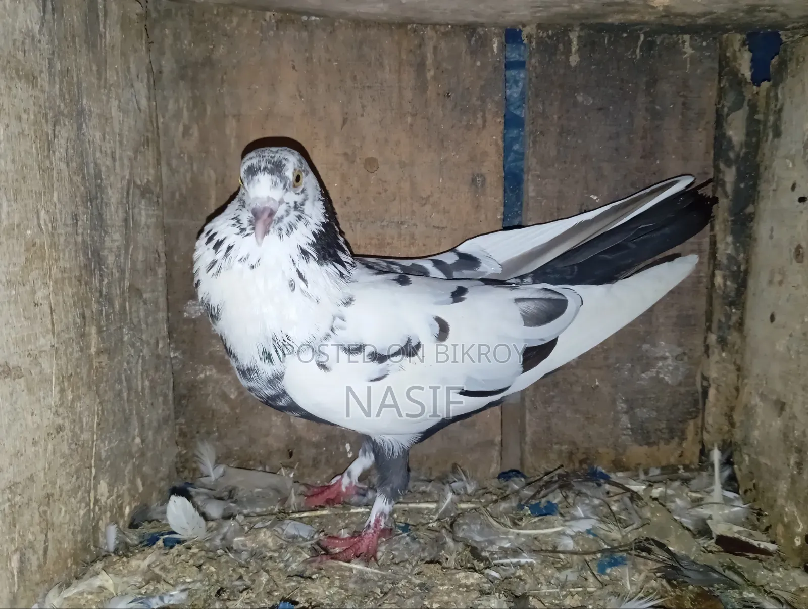 নর কবুতর বিক্রি হবে