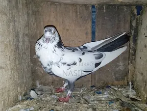 নর কবুতর বিক্রি হবে