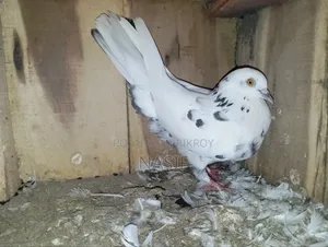 নর কবুতর বিক্রি হবে