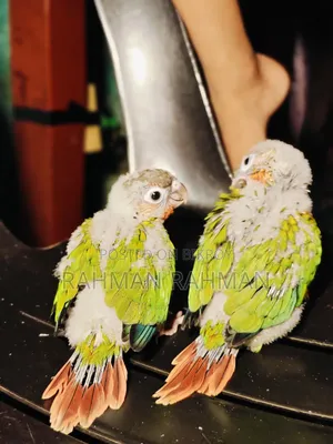 Green Cheek Tame Size Baby