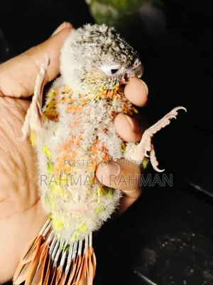 Green Cheek Tame Size Baby