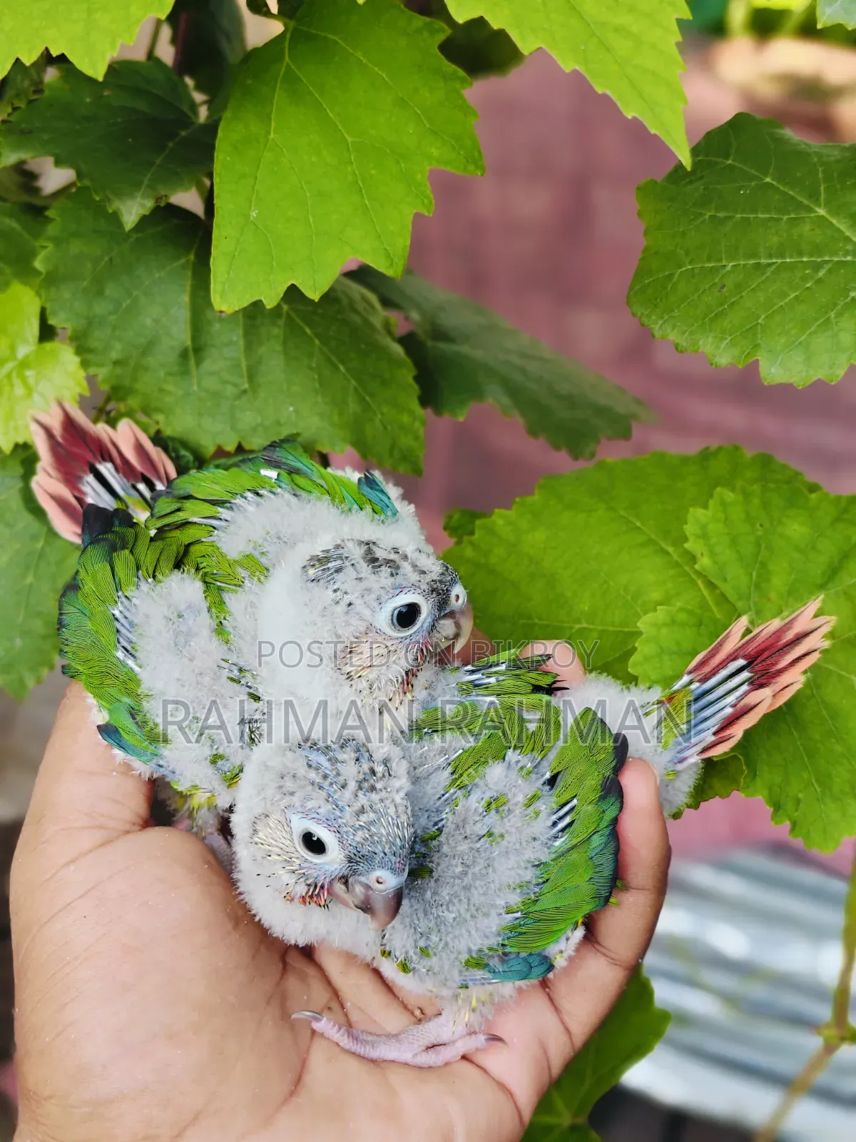 Green Cheek Tame Size Baby