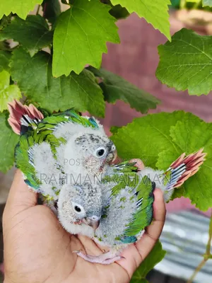 Green Cheek Tame Size Baby