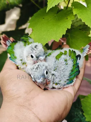 Green Cheek Tame Size Baby