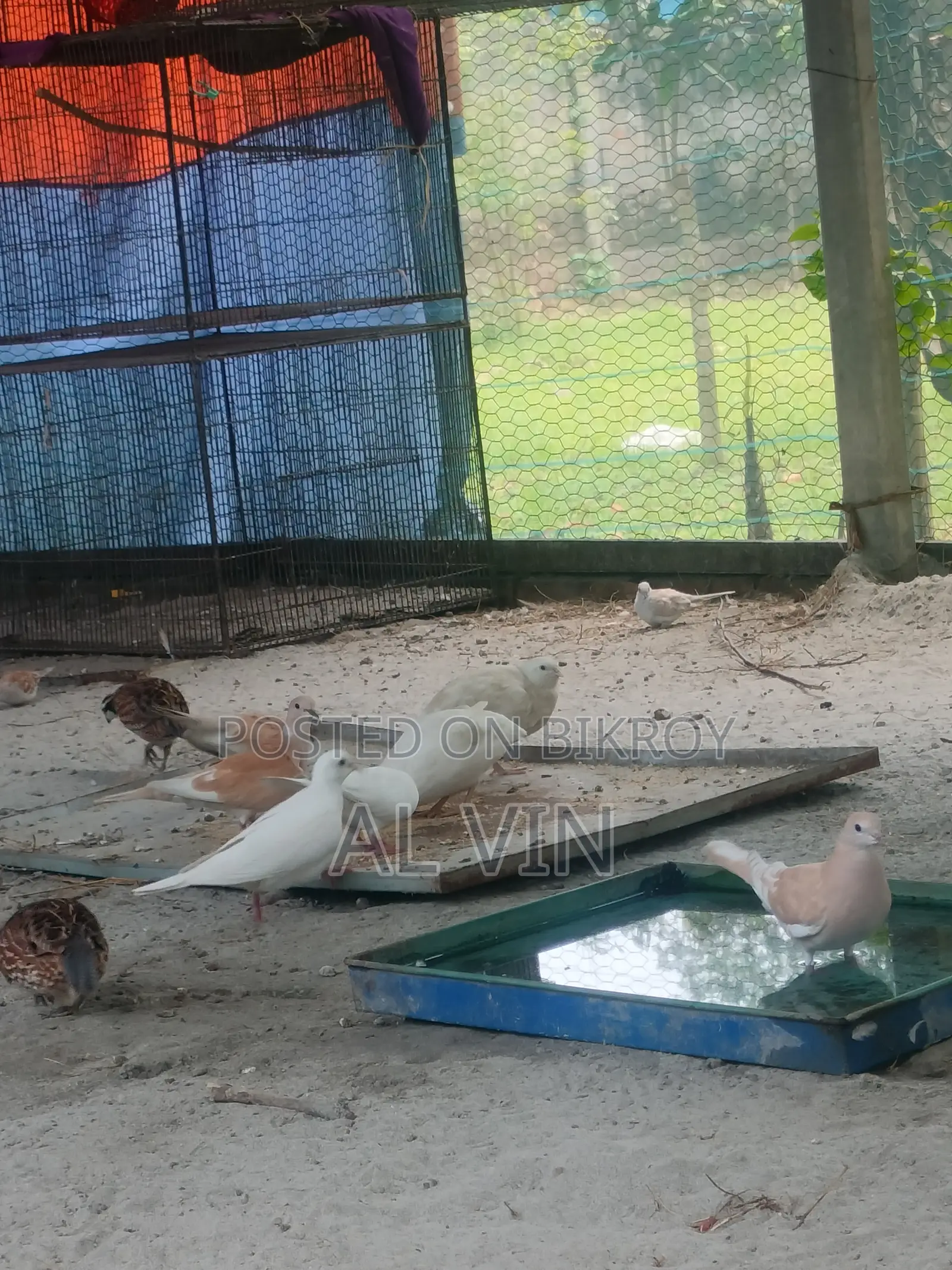 অস্ট্রেলিয়ান ঘুঘু