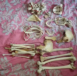 কঙ্কাল স্যাম্পল সেট