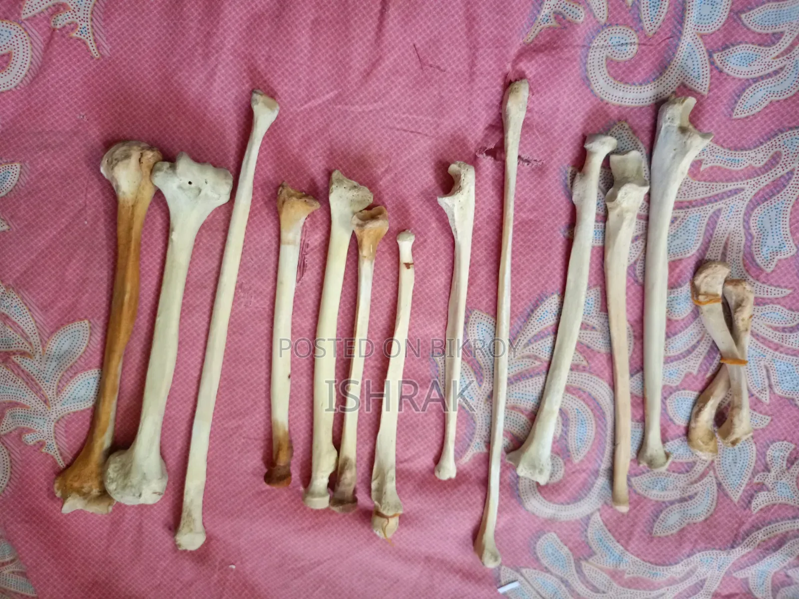 কঙ্কাল স্যাম্পল সেট