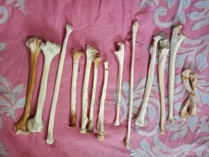 কঙ্কাল স্যাম্পল সেট