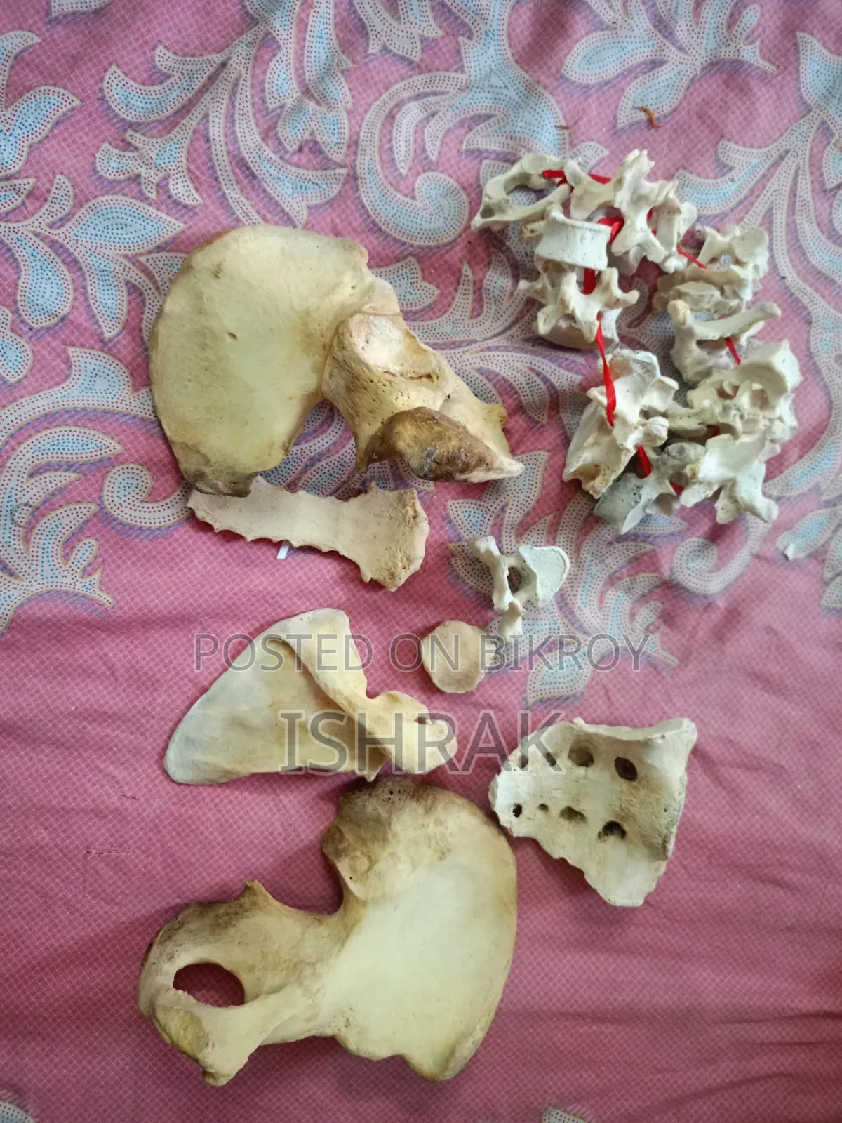 কঙ্কাল স্যাম্পল সেট