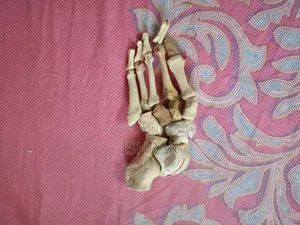 কঙ্কাল স্যাম্পল সেট