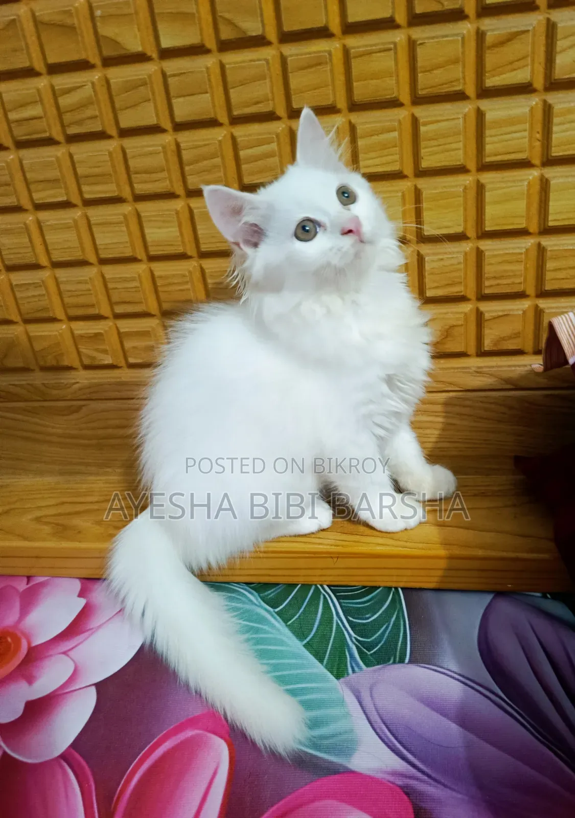 ১-৩ মাসের মেল পিউরব্রেড পার্সিয়ান