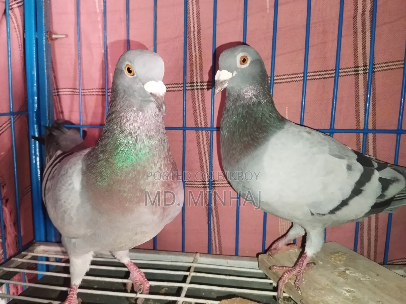 কিছু কবুতর বিক্রি করা হবে