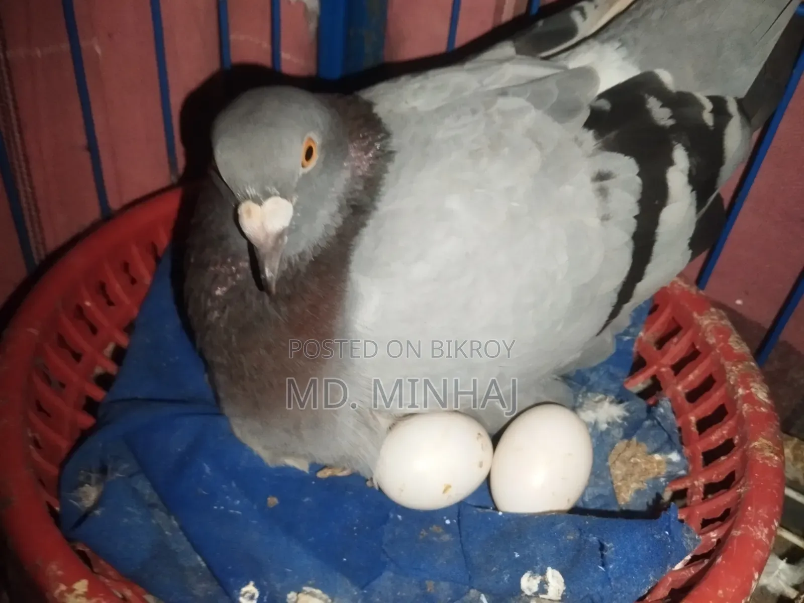 কিছু কবুতর বিক্রি করা হবে