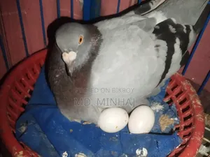 কিছু কবুতর বিক্রি করা হবে