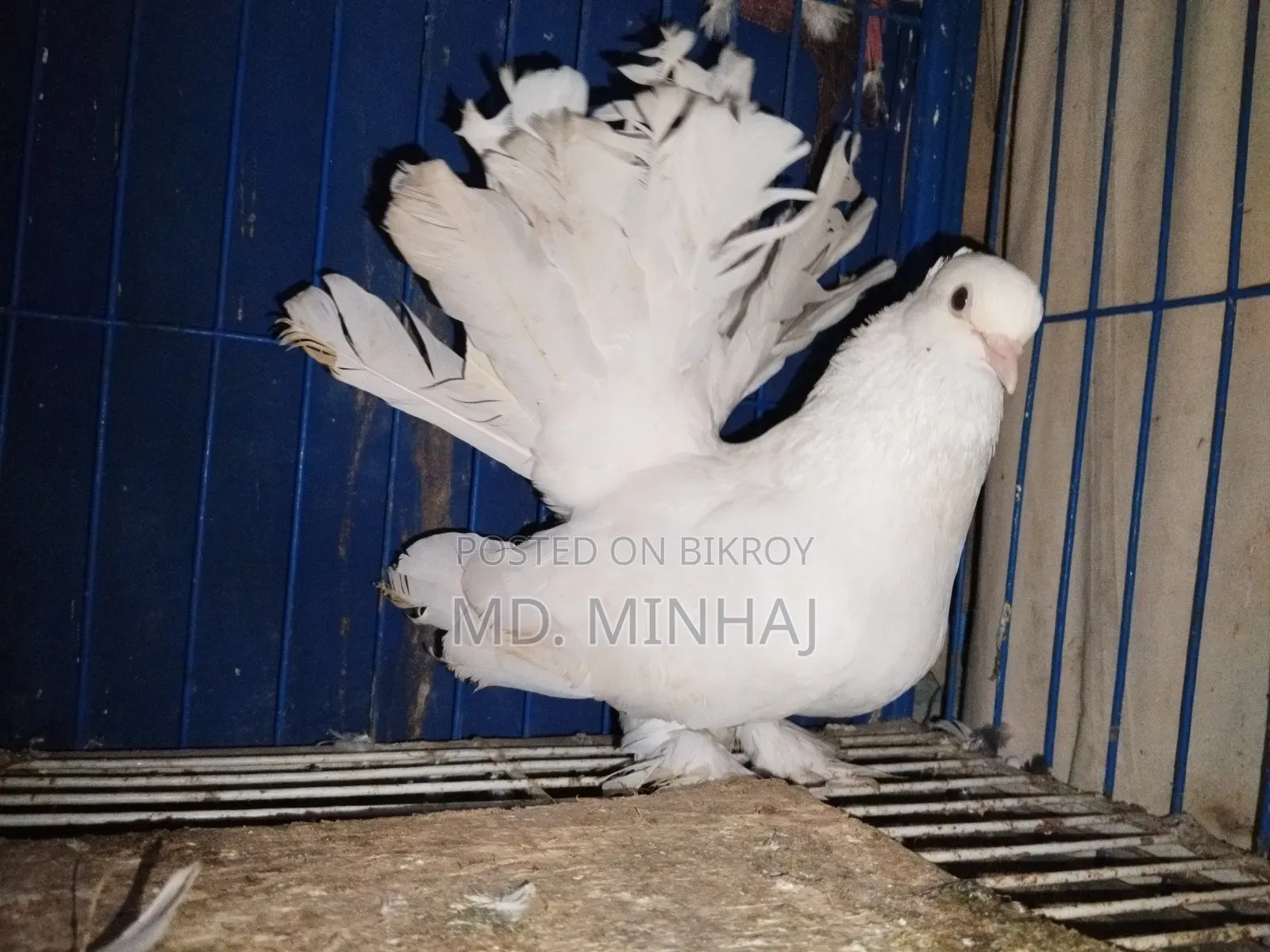 কিছু কবুতর বিক্রি করা হবে