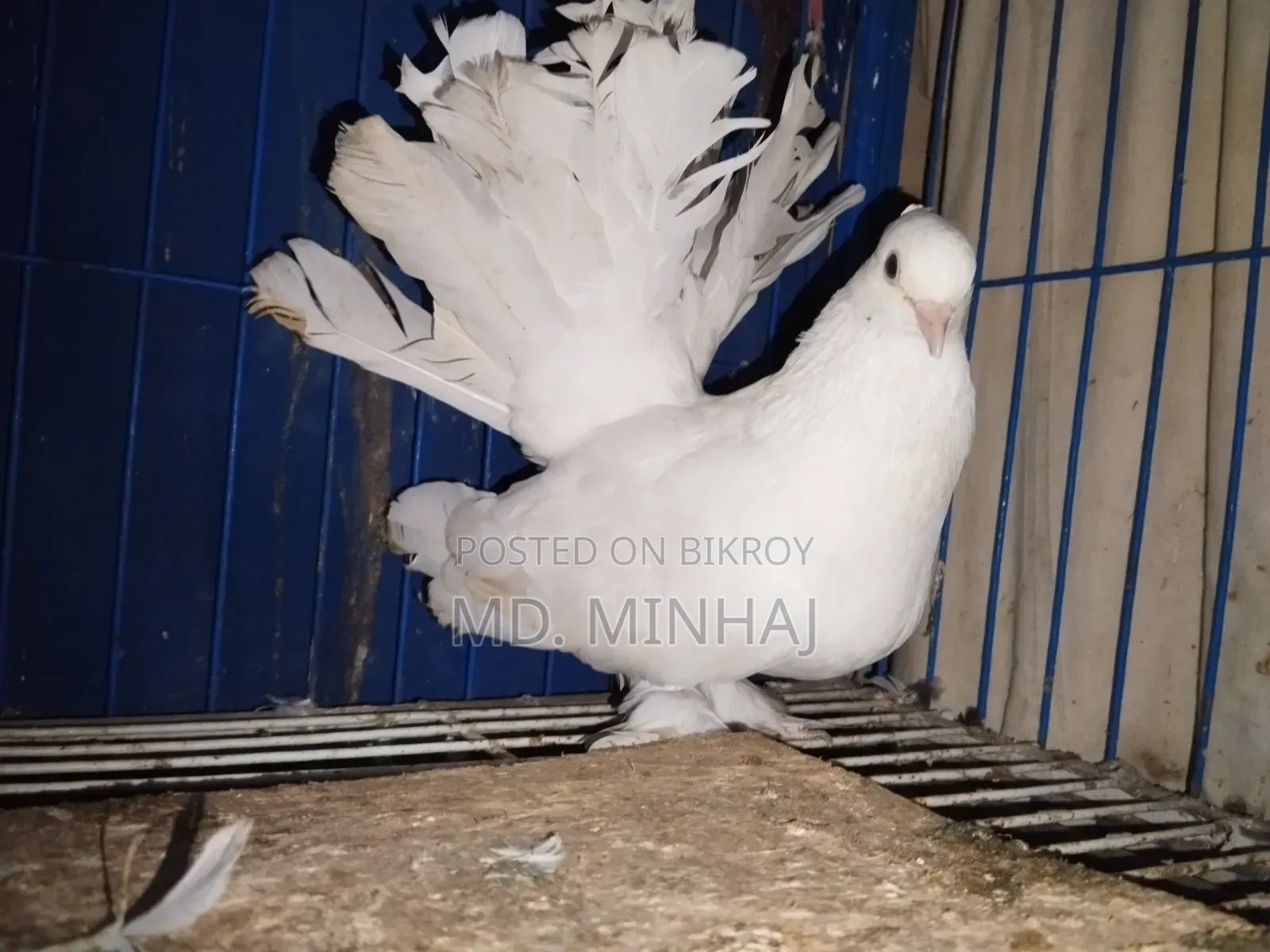 কিছু কবুতর বিক্রি করা হবে
