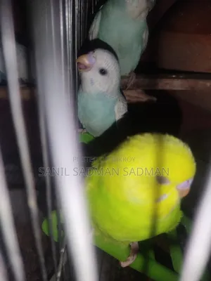 বাজেটগার্জ বিক্রয়ের জন্য