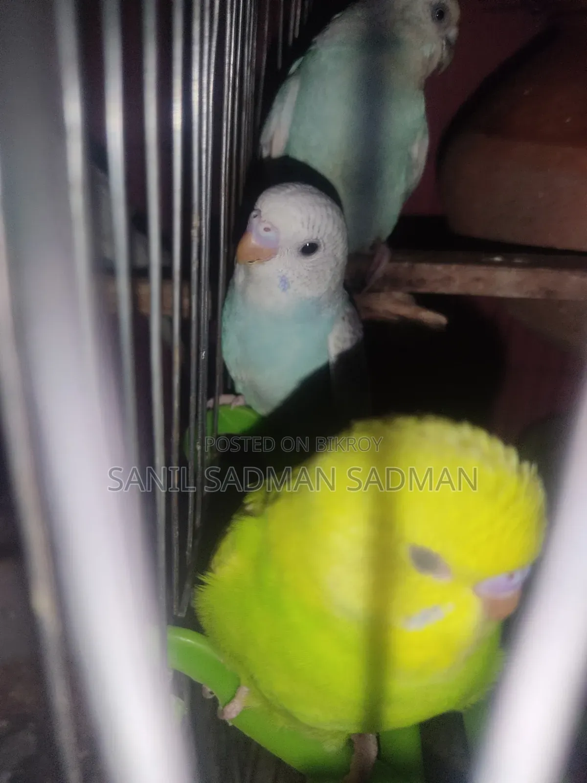 Budgies for Sale