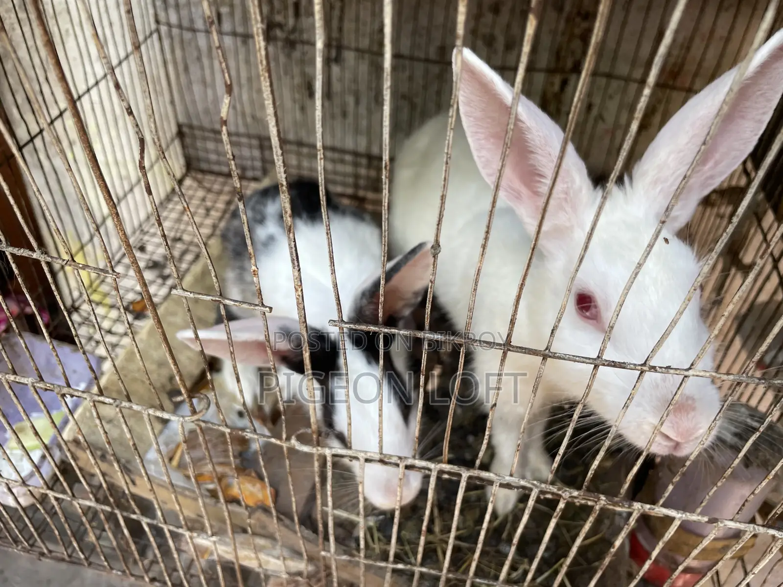 Rabbit Pair | Khorgosh Jora