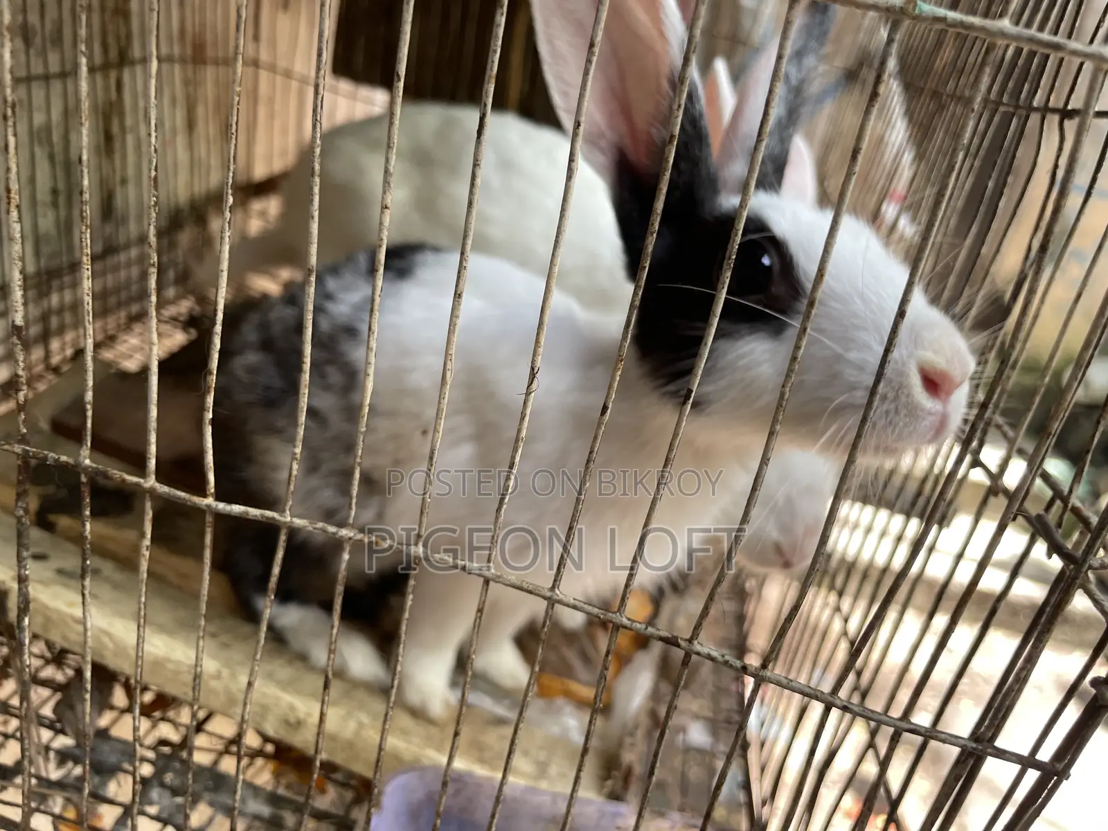 Rabbit Pair | Khorgosh Jora