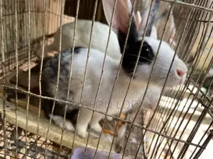 Rabbit Pair | Khorgosh Jora