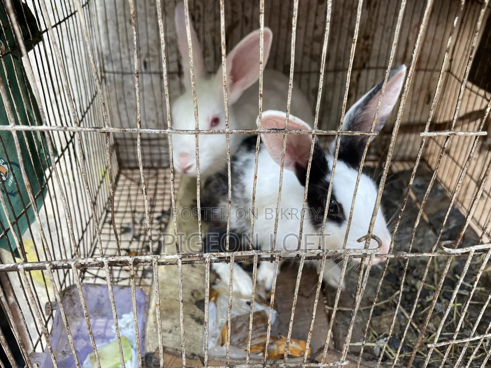 Rabbit Pair | Khorgosh Jora