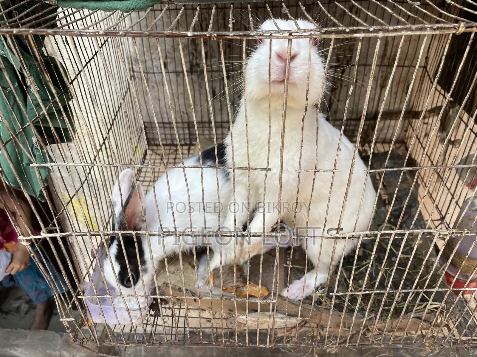 Rabbit Pair | Khorgosh Jora