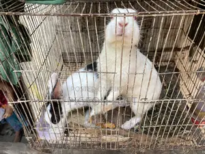 Rabbit Pair | Khorgosh Jora