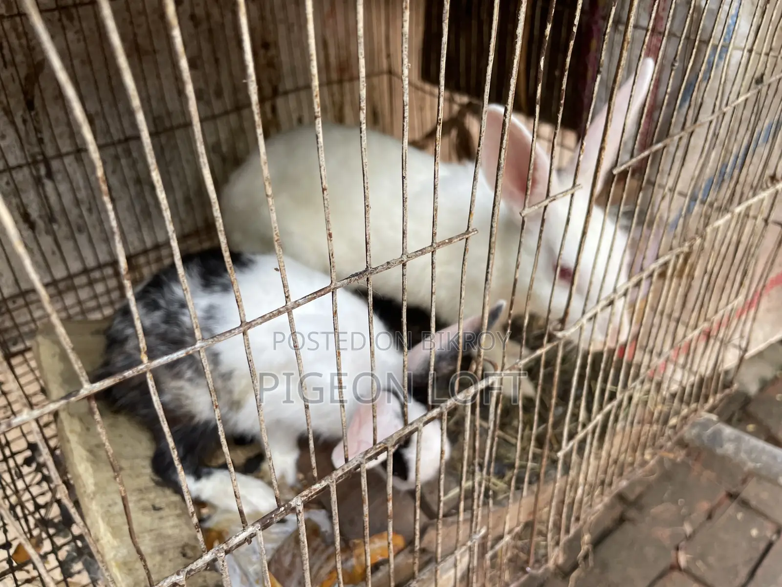 Rabbit Pair | Khorgosh Jora