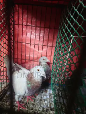 মিলি রেসার