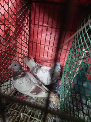 মিলি রেসার