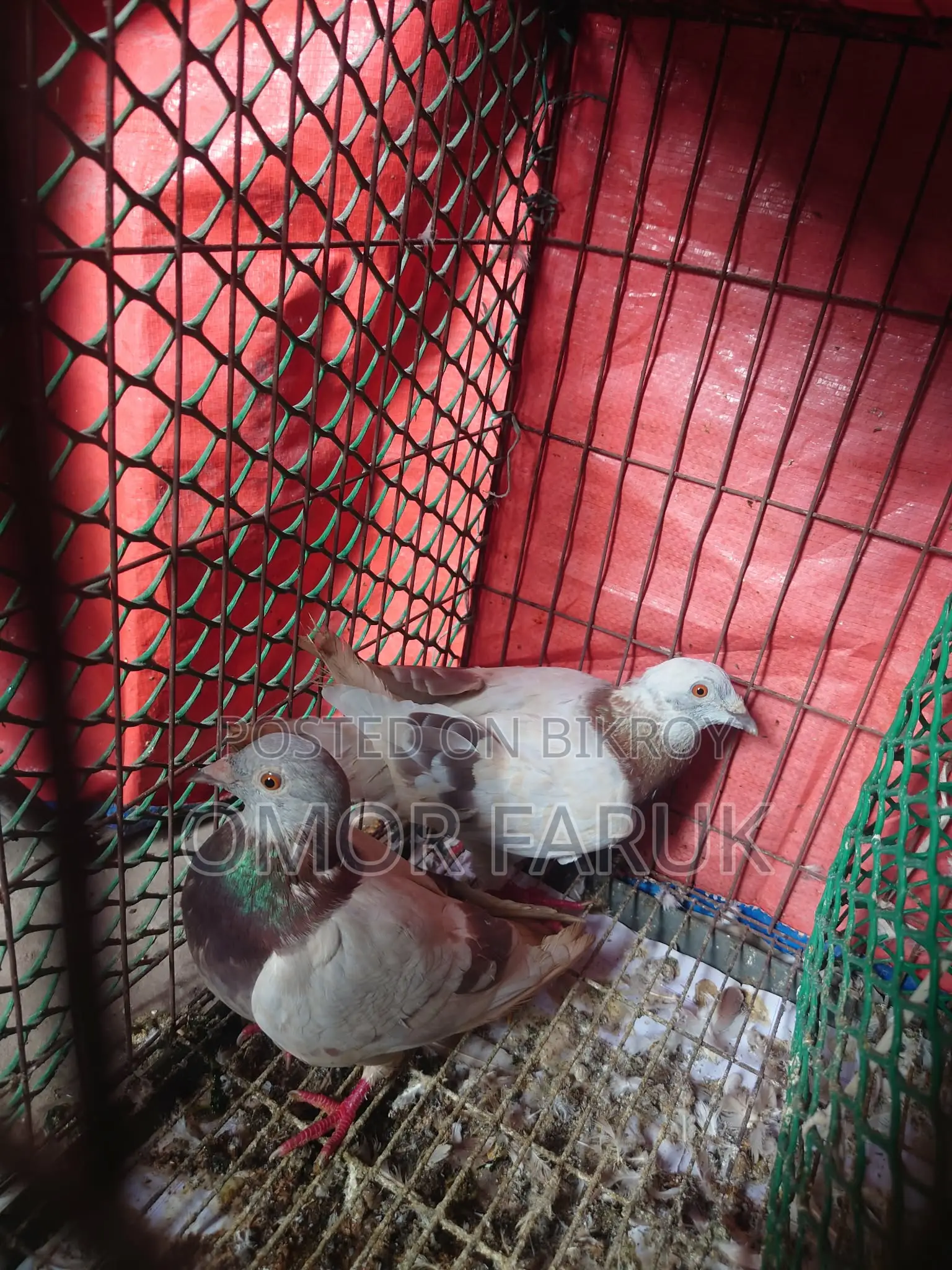 মিলি রেসার