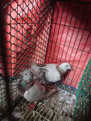 মিলি রেসার