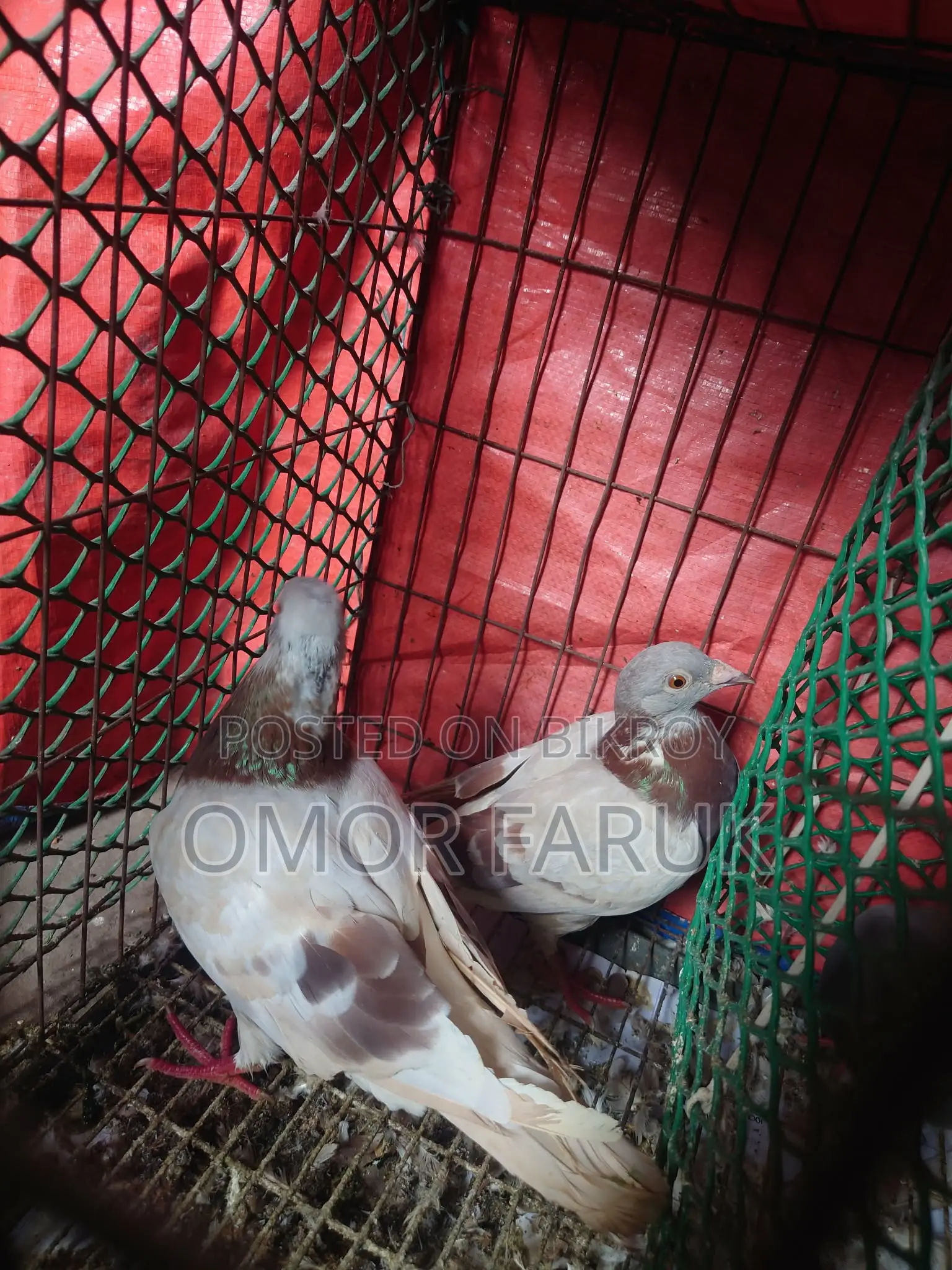মিলি রেসার