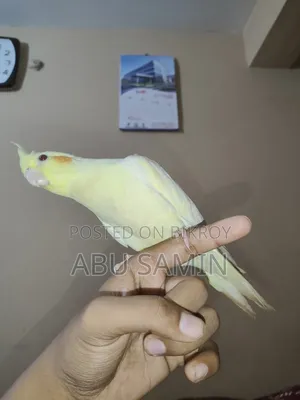 পুরোপুরি পোষ মানানো পুরুষ ককাটিয়েল